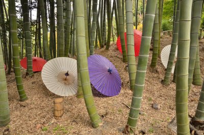 Kodai-ji tai Kodaijusho-Zenji --Kioto (Japani) --Edon aikakausi --buddhalainen temppeli --kävelypuutarha lampineen ja karesansui (kuiva maisemapuutarha) --perustaja Kita no Mandokoro (Toyotomi Hideyn vaimo) vuonna 1605 tekijältä Unknown